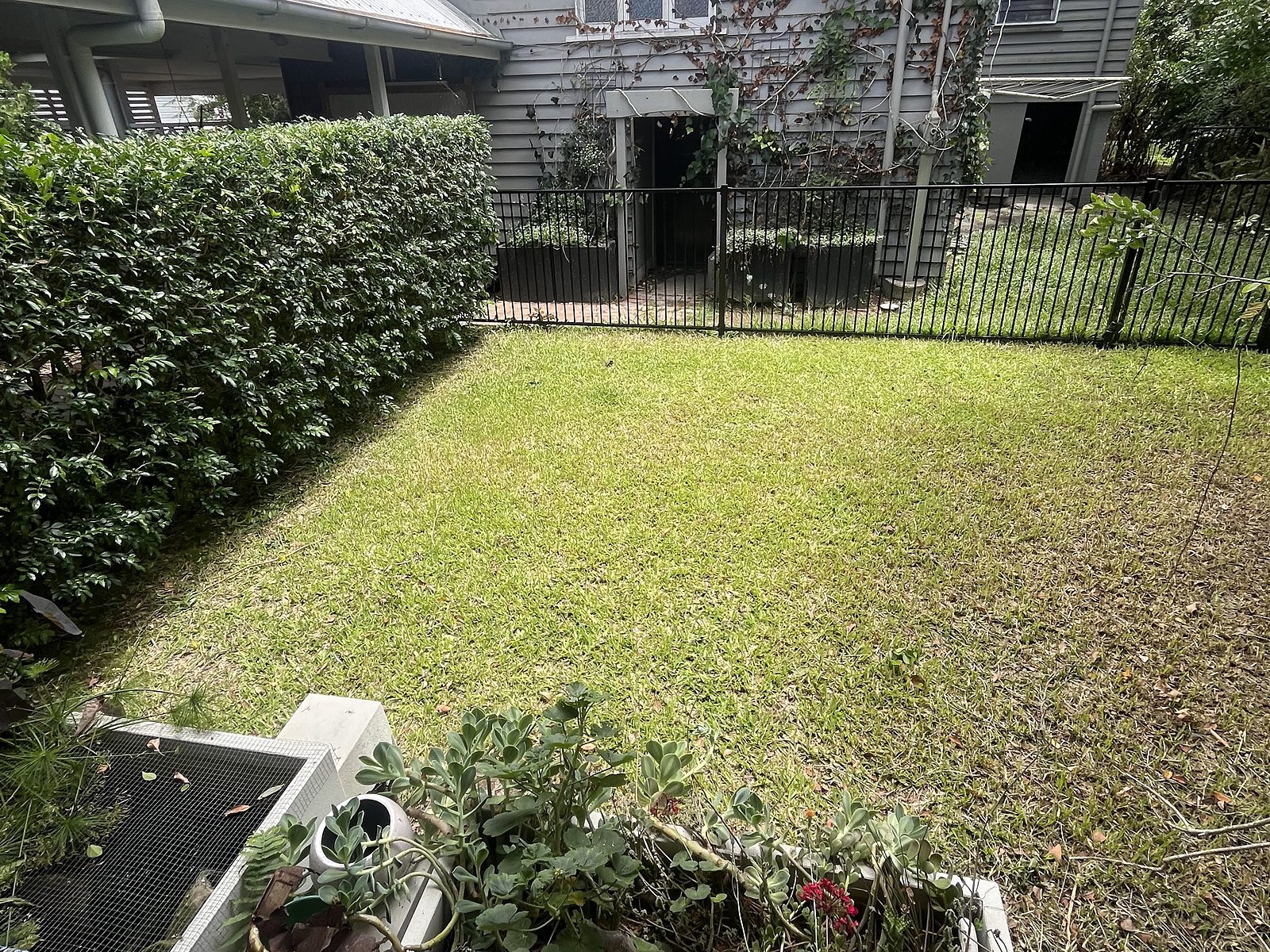 Tidy backyard lawn and hedge