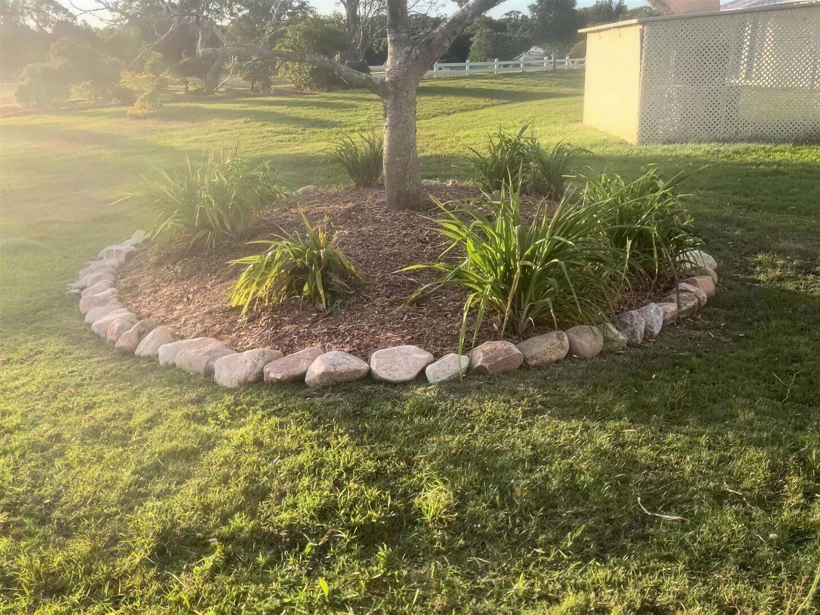 Tree with a new rock-edged, mulched bed around it