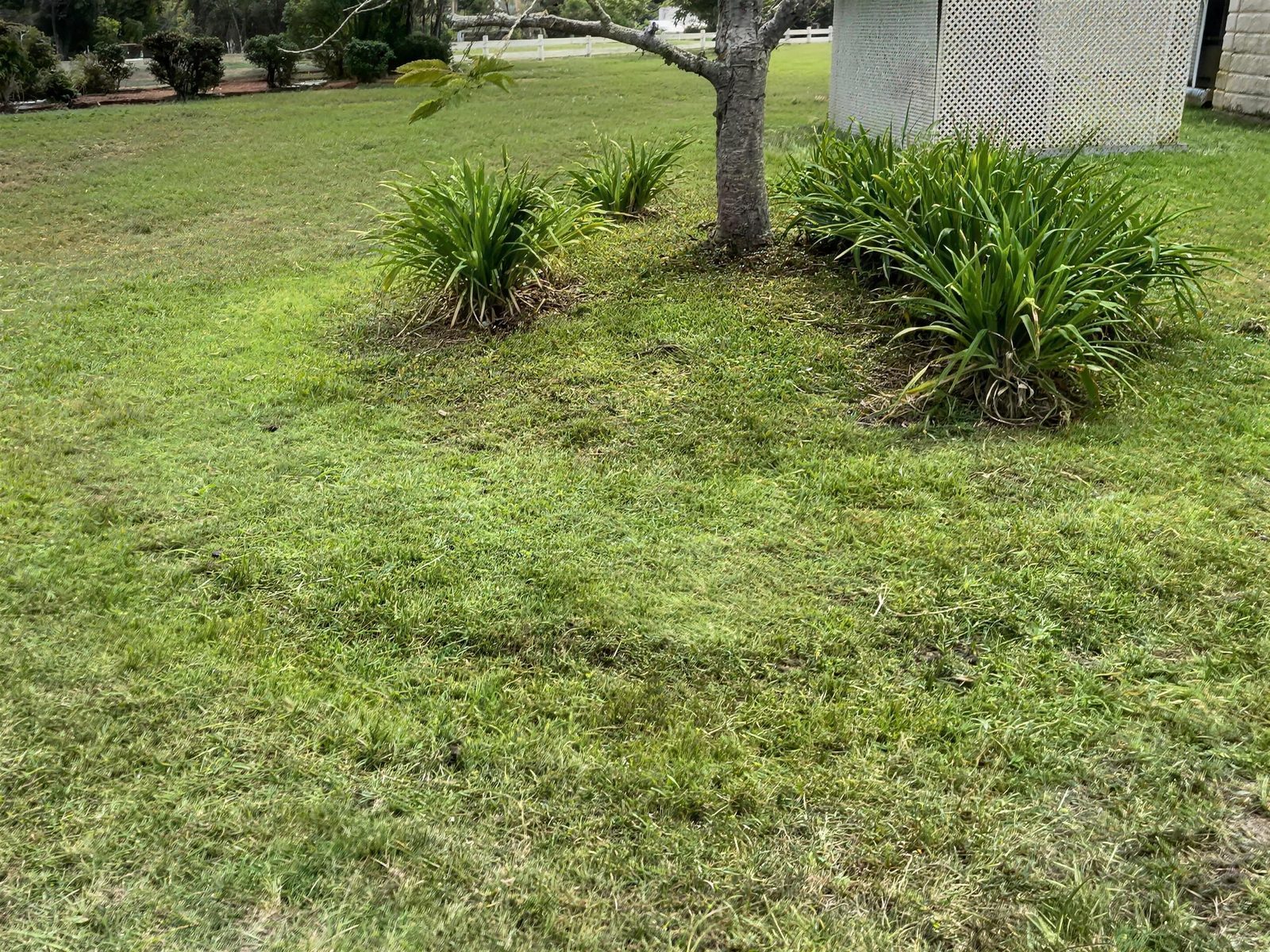 Tree in the lawn before the new garden bed